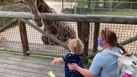 TRY NOT TO LAUGH - Funny Baby At The Zoo | Belly Baby
