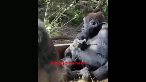 Animal most popular funny video