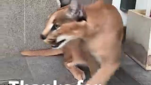 Caracal and beagle puppy playing - unusual animal friends - dog and cat friends