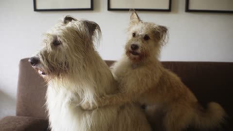 Dog and puppy playing heare