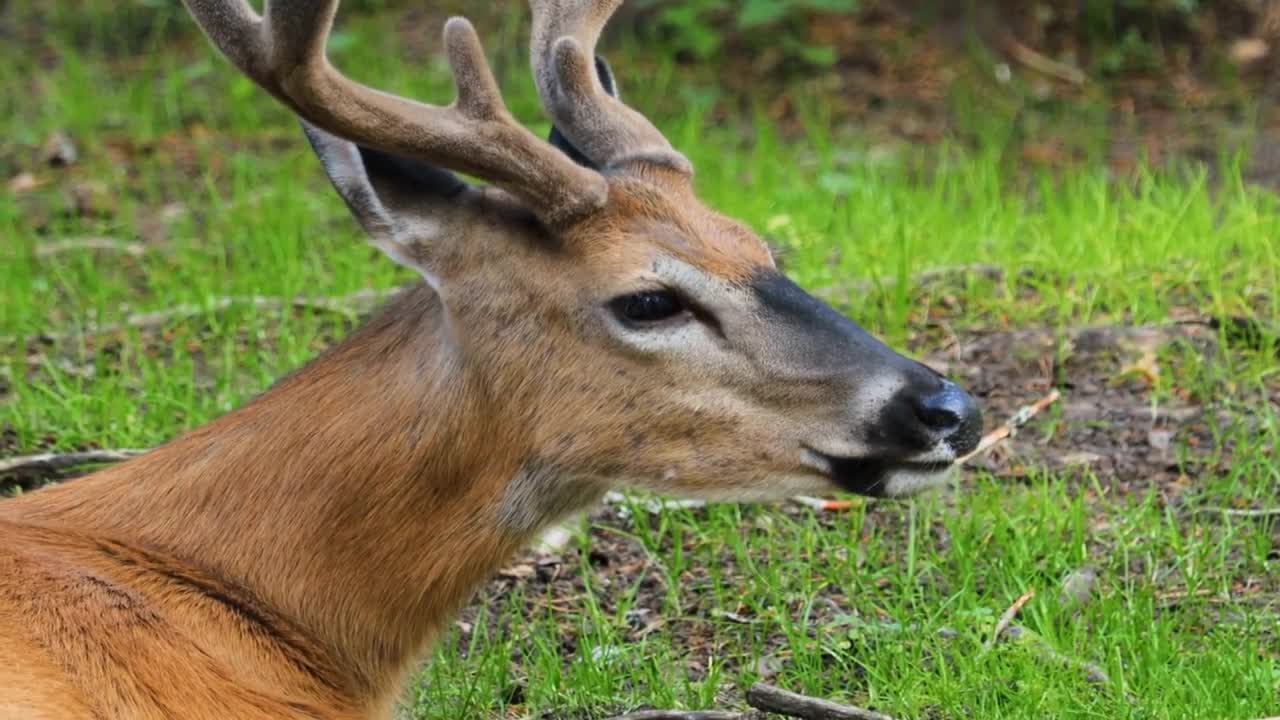 White-tailed deer (Odocoileus virginianus), also known as the whitetail or Virginia deer