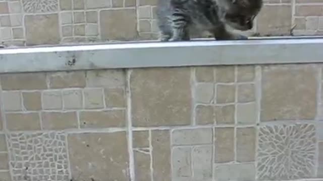 Naughty kitten doesn't listen cat mom