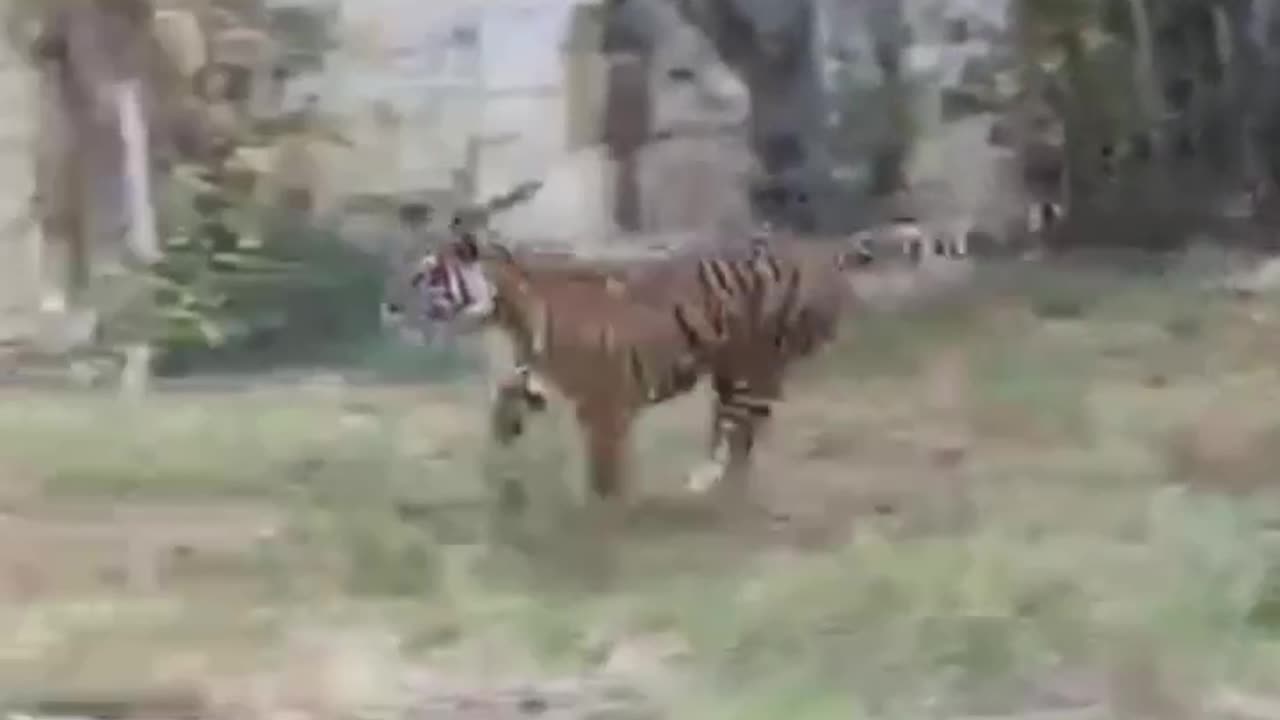 funny animals 2023 video #3