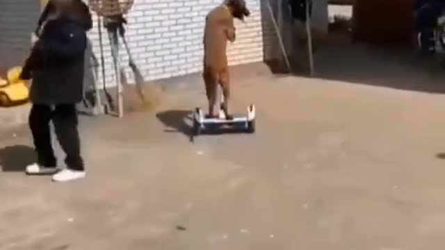 Funny Dog ride