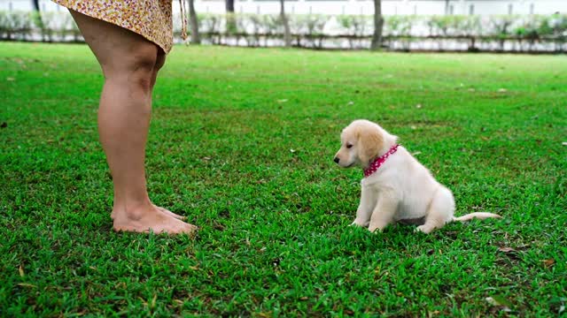 Faceless Woman Petting and Giving Treats to a Dog in a Park