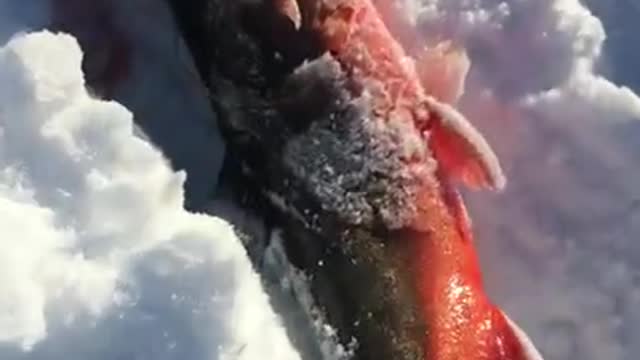 A Big Fish is Pulled from the Ice