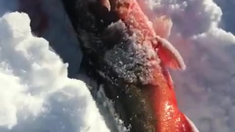 A Big Fish is Pulled from the Ice