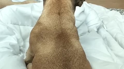 sleepy dog wakes up when here the word chicken