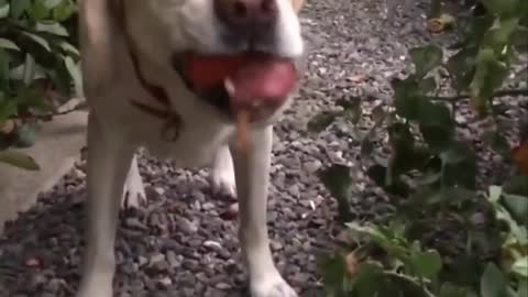 Dog picks a tomato from the garden and eats it