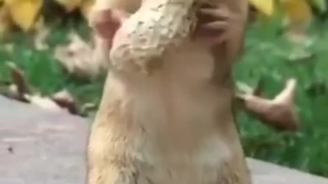 Cute animal Animals Soo Cute relaxing video