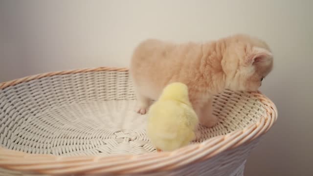 Cute Kitten with Chick