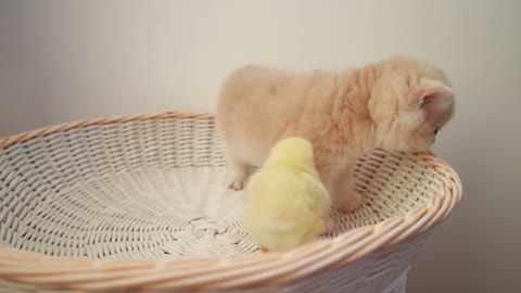 Cute Kitten with Chick