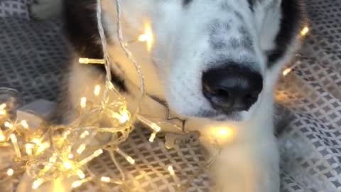 husky in shock