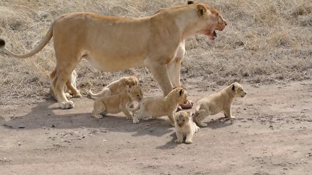 Adorables six lion cubs