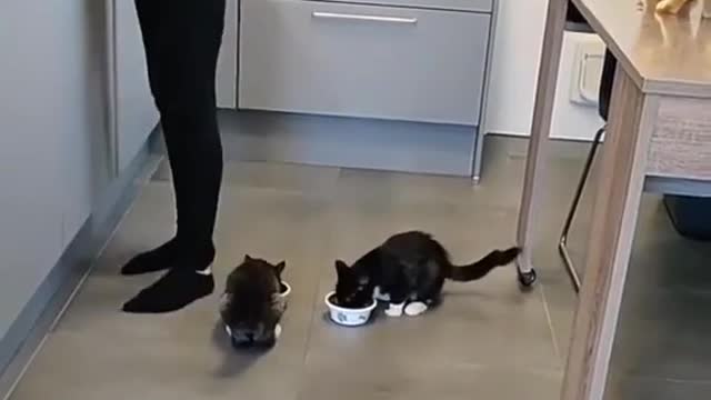 cute and cute cats