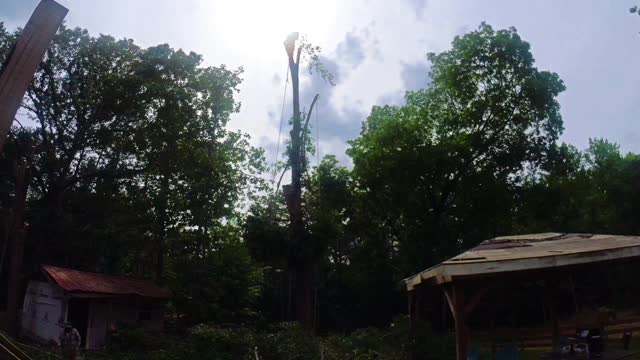 KaraBand Chopping down tree in 30 sec