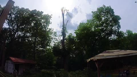 KaraBand Chopping down tree in 30 sec