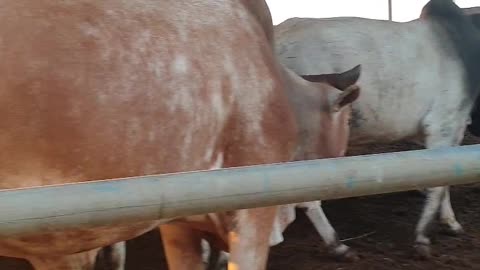 Bulls in the barn