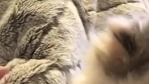 Cute cat