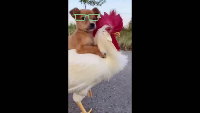 Baby Dogs and Funny chicken