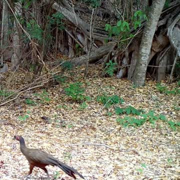 Ultimate Wild Animals Collection in 8K ULTRA HD / 8K TV