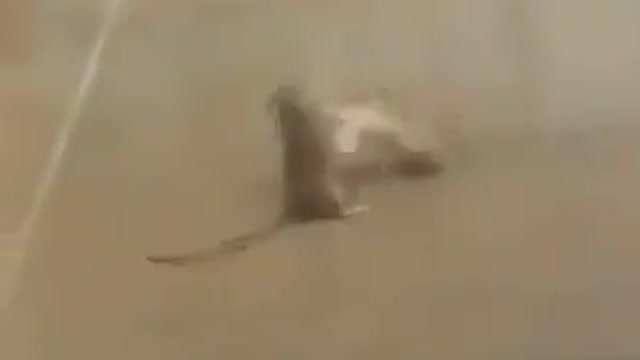 Low pixel rat fight