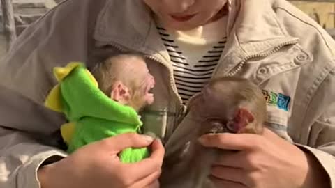 Chinese funny video two young monkeys fighting lough