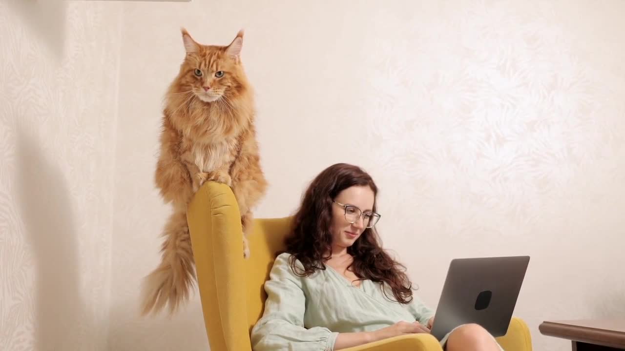 Cute Cat Watching Television from Chair