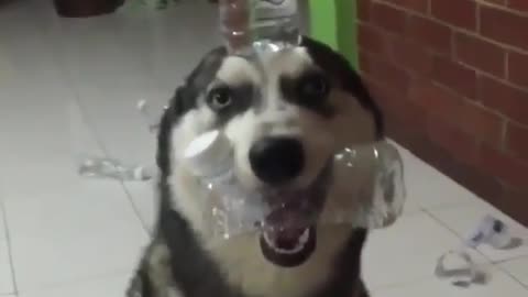 This husky can't be trained.