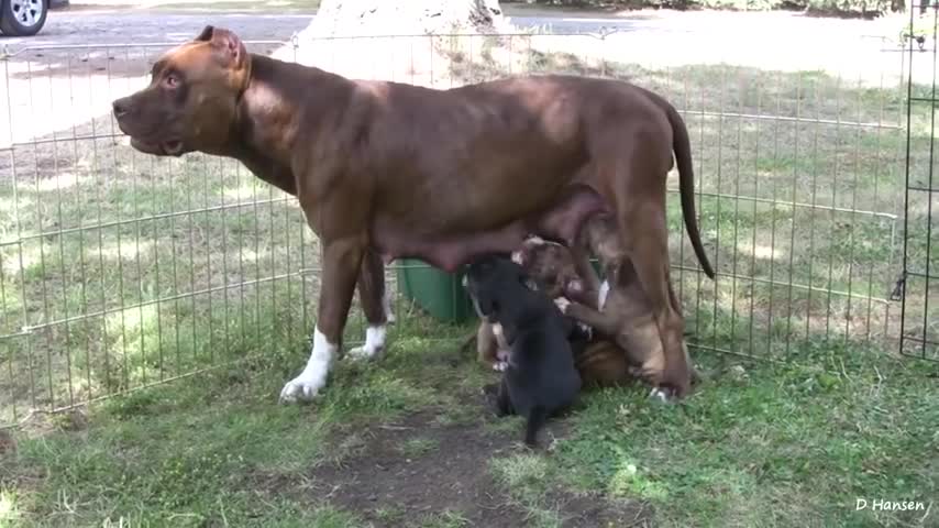 Pit bull growls and snaps at her puppis