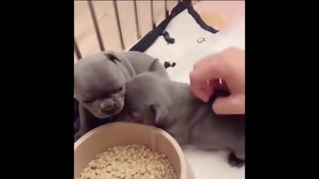 angry puppy dog:)