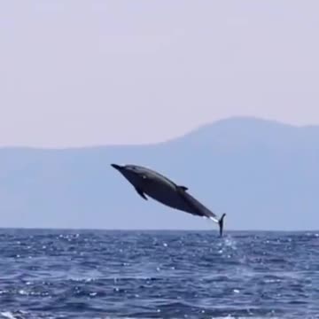 The dolphin jumps high in the air and it's amazing