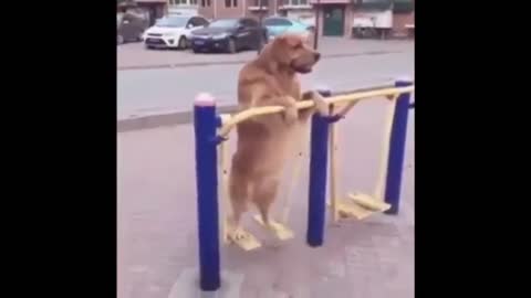 my dog ​​working out