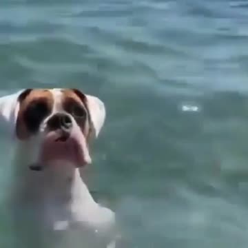 Boxer dog dancing in the pool and having fun