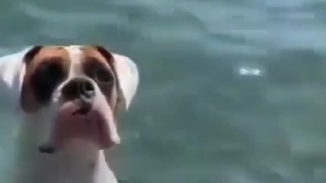 Boxer dog dancing in the pool and having fun