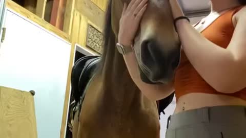 Horse Saved from slaughter