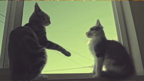 Cute cat partner video with awesome sound