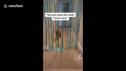 Dog lost🤣 dk how to get past curtains