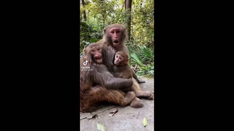 #Funny dog and cat