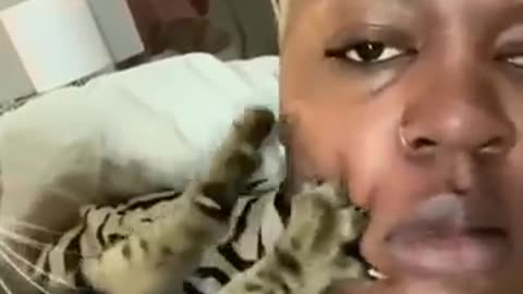 Crazy cats