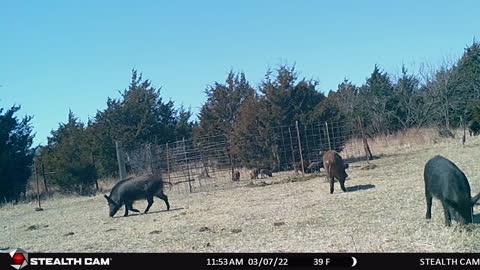 Monday 7th of March 2022 Hogs for days