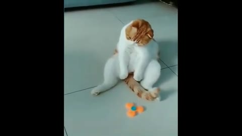 Cute And Funny Cats Try Not To Laugh And Cats Dogs Adorable Stunning Funny Videos Best