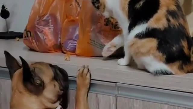 Cat & funny dog