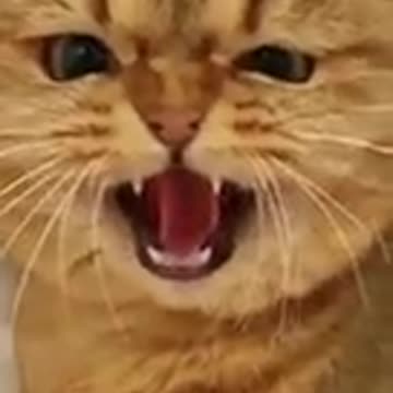 snake versus cat funny video