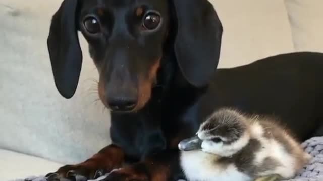 Big dog and little duck are best friends