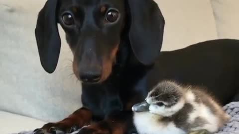 Big dog and little duck are best friends