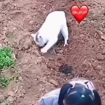 White Cat helps Employer Farm