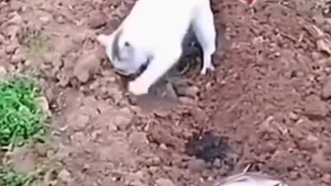 White Cat helps Employer Farm