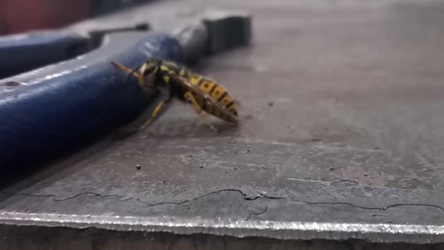 Yellowjacket visiting me at work.