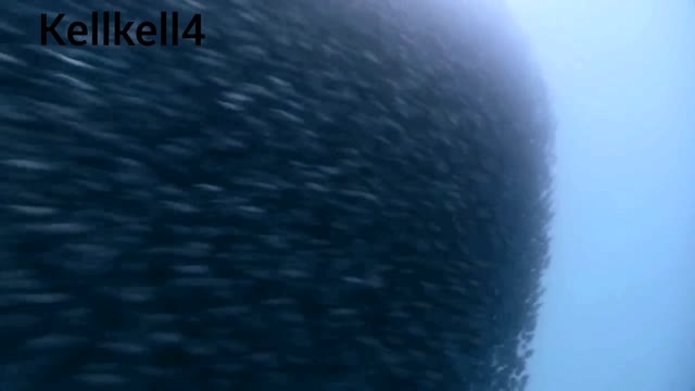 Shoaling and schooling behavior of fish